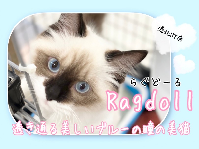 【 ラグドール 】青い瞳の美猫セカンドレビュー！食事のポイントも公開！