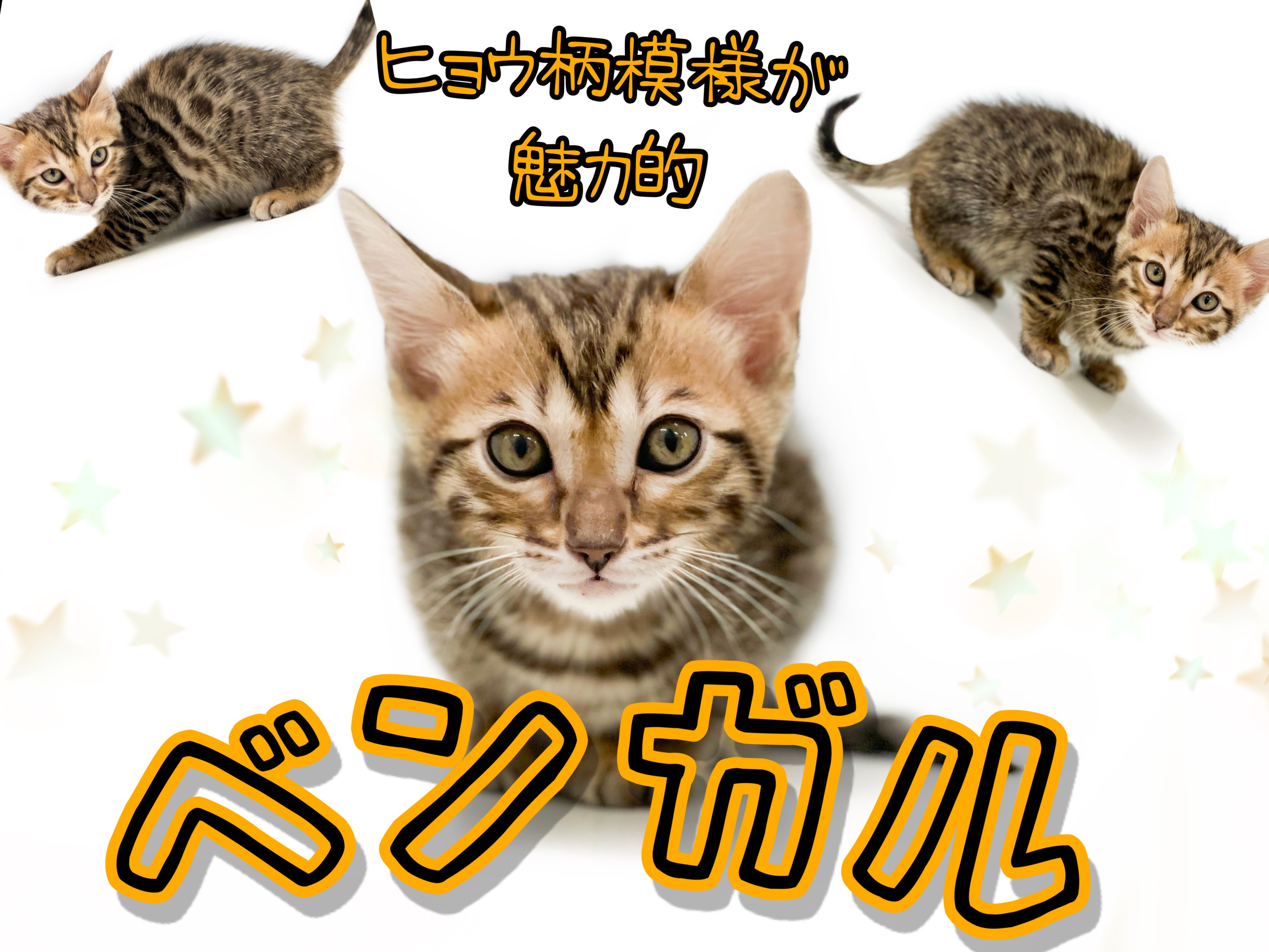 【 ベンガル 】多頭飼い向け子猫ちゃん！綺麗なヒョウ柄に身を包む