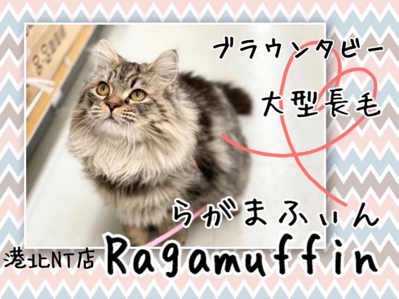 【 ラガマフィン 】ブラウンタビーの大型長毛！犬のような性格の猫ちゃん。