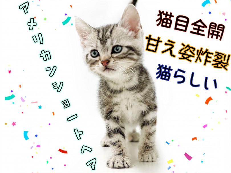 【 アメリカンショートヘア 】猫人気ランキング常に上位！飼い方などもご紹介！