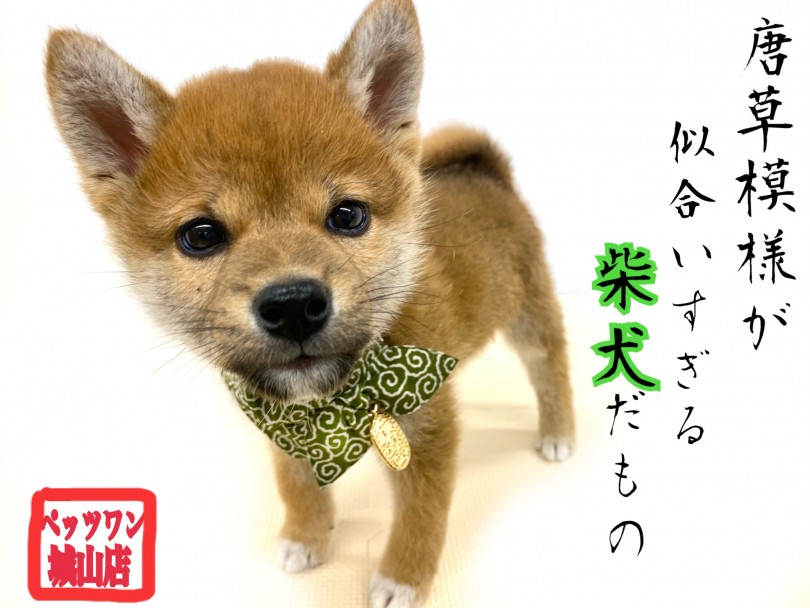 【 柴犬 】賢く可愛らしい性格の赤柴犬