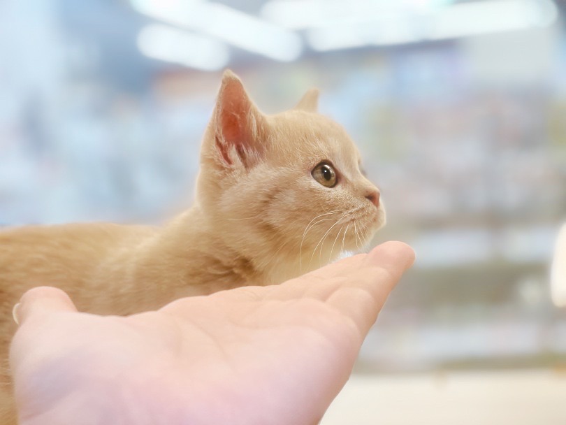 猫ちゃん本来の思考を大切にしたコミュニケーション方法「猫流の上手なご挨拶」 | ブリティッシュショートヘア （6130989） - 大倉山店