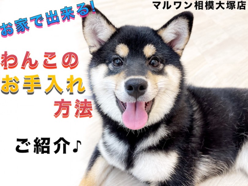 【 お手入れ 】お家で出来る！犬のグルーミング説明書はこのブログ！モデルは柴犬！