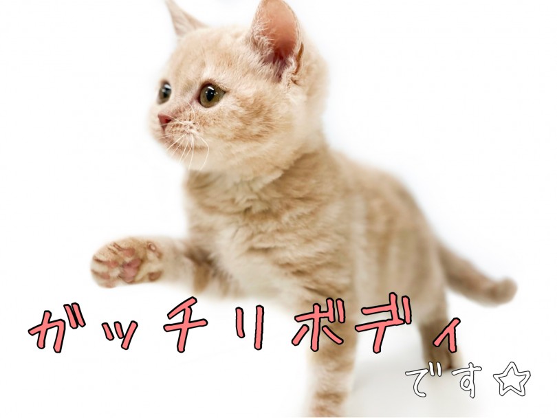 超大型猫種には分類されないものの、筋肉がしっかりついたがっちりボディ | ブリティッシュショートヘア （150152） - 東川口店