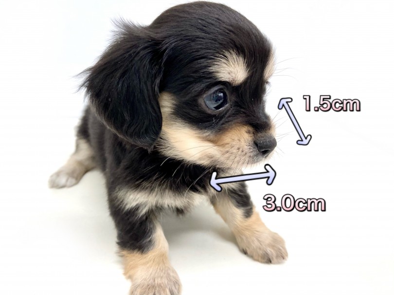 マズルの長さは1.5cm！成犬になった時にも幼さを残してくれる最重要ポイント！ | MIX チワックス （150157） - 東川口店