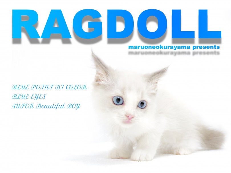ラグドール ブルーポイントバイカラーの美男子 飼育方法5つのポイント マルワンblog ペットショップ マルワン 小さめ子犬 美形な子猫 初心者安心のサポート