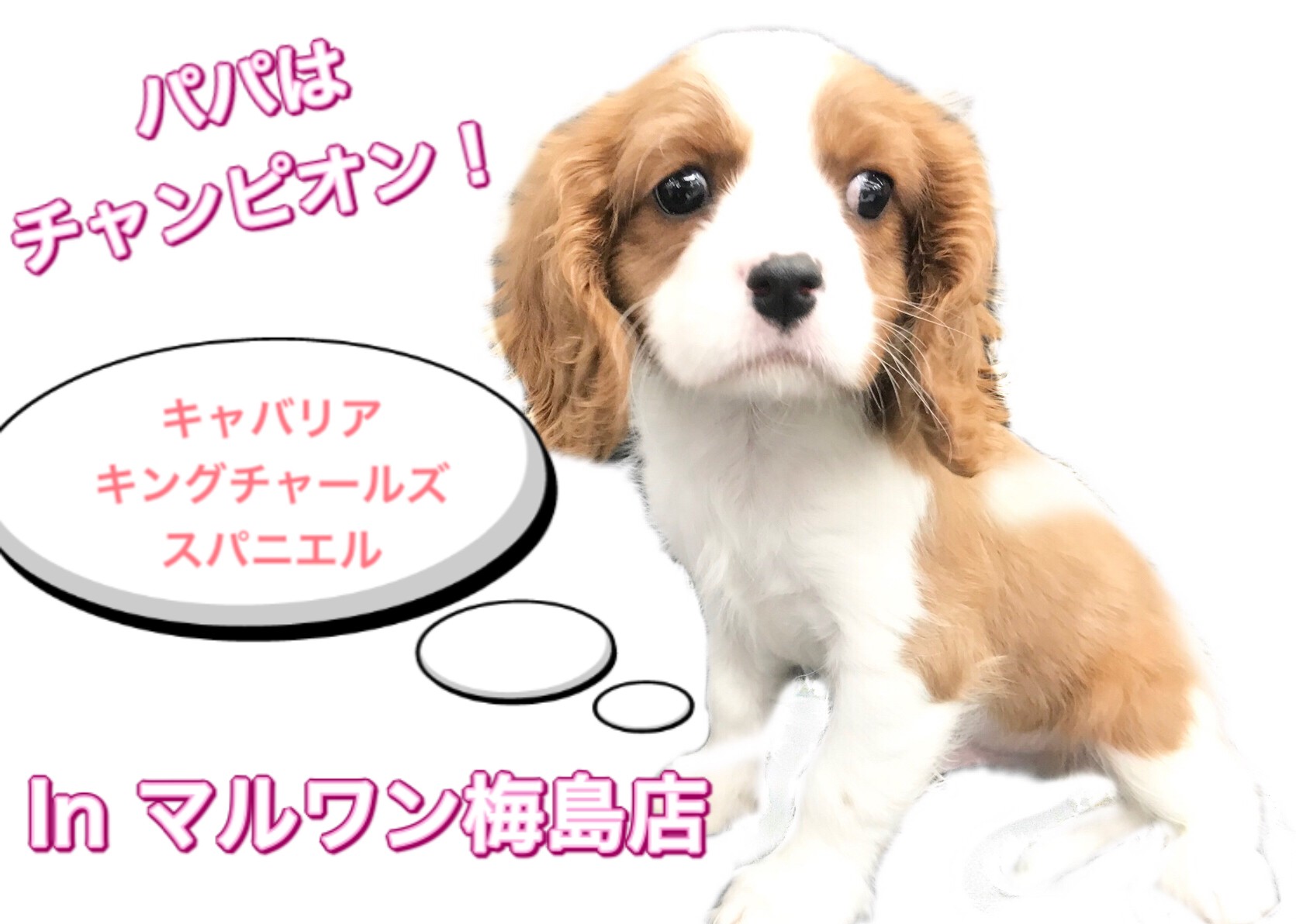 キャバリア 頭にハートマークが 社交的なファミリー犬 マルワンblog ペットショップ マルワン 小さめ子犬 美形な子猫 初心者安心のサポート