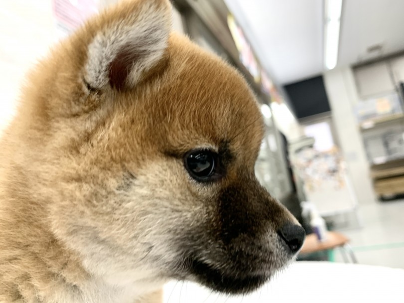 子犬特有のまん丸フェイスに短めマズル | 柴犬 （014346） - 東日暮里店