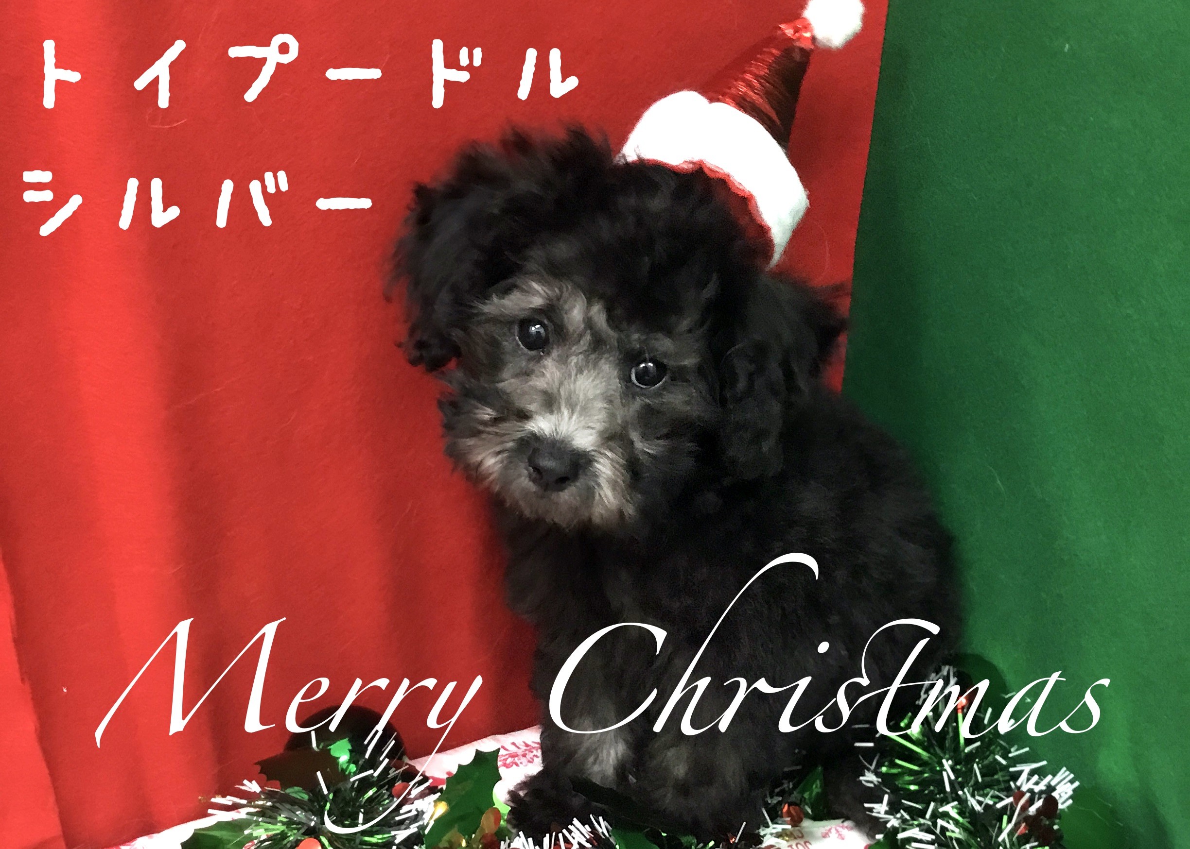 トイ プードル クリスマス目前 超甘えん坊なシルバートイプーちゃんが降臨 マルワンblog ペットショップ マルワン 小さめ子犬 美形な子猫 初心者安心のサポート