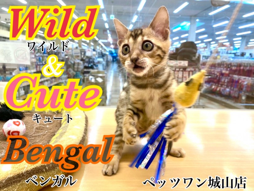 【 ベンガル 】ワイルドなヒョウ柄の子猫ベンガル