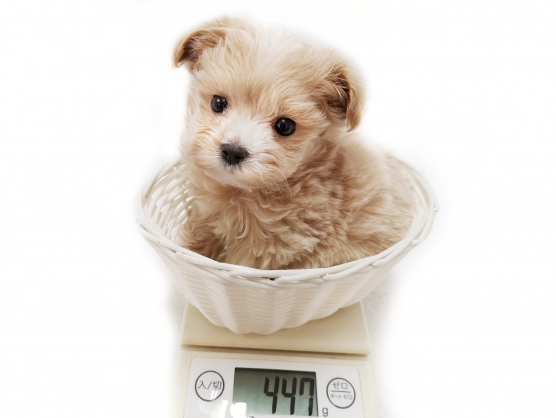 成犬時の予想体重も3.0kg前後 | MIX マルプー （412951） - さいたま 武蔵浦和店