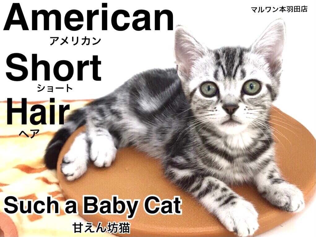 アメリカンショートヘア 】夢の猫ライフを現実に！激カワアメショ登場！！ | マルワンBLOG | ペットショップ マルワン 小さめ子犬 美形な子猫  初心者安心のサポート