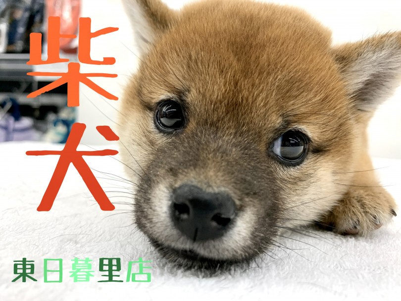 【 柴犬 】自宅で天然記念物！？魅惑の柴犬ライフを始めてみませんか？