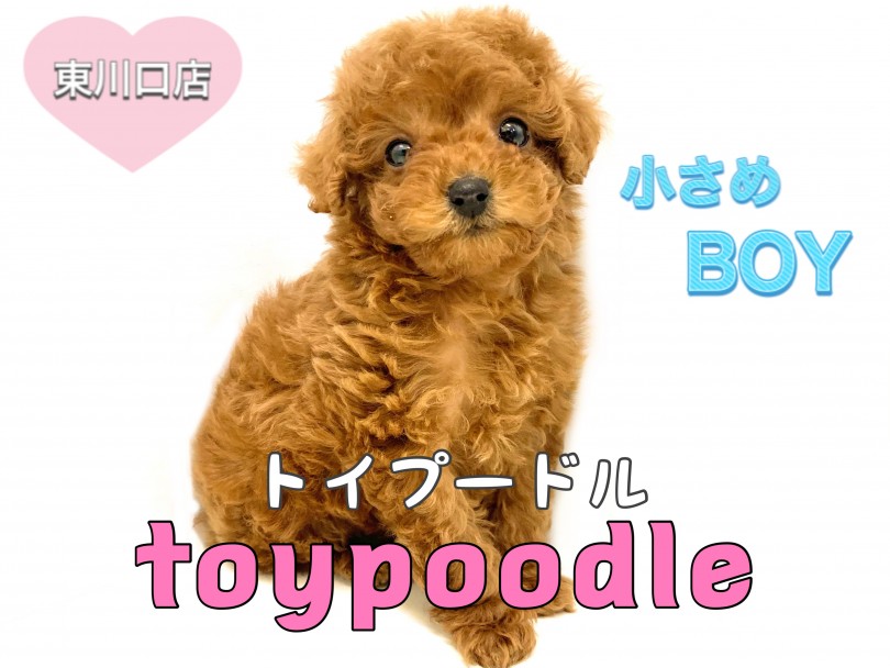 【オープニング 大放出セール】 トイプードル♡レッド おもちゃ/人形