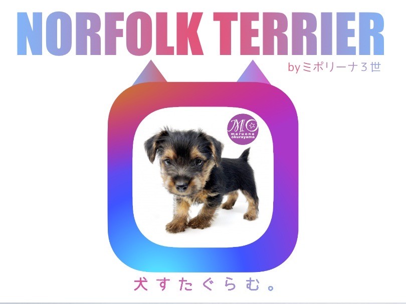 ノーフォークテリア 】超希少の珍犬ブラック＆タンの女の子登場