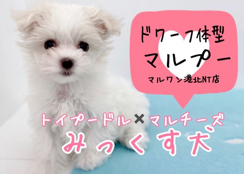 【 MIX 】ドワーフ体型のマルプーちゃん！ホワイトカラーの極上ミックス犬