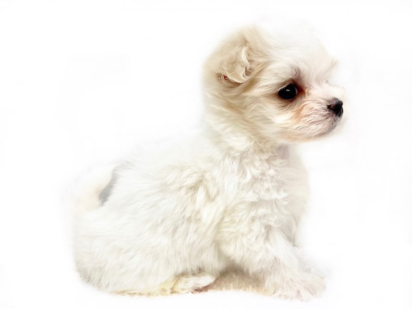 Mix アイドル要素たっぷり 純白のトイプードルとマルチーズのハーフ マルワンblog ペットショップ マルワン 小さめ子犬 美形な子猫 初心者安心のサポート