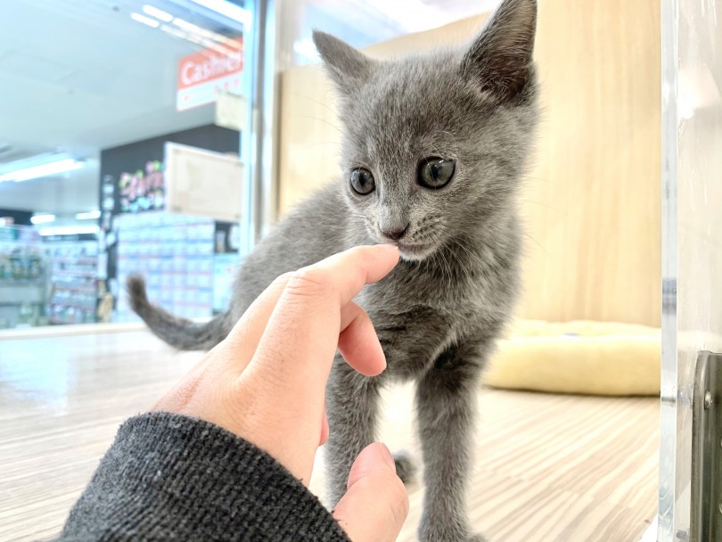 何事にも興味津々なロシアンブルーの子猫ちゃんです！ | ロシアンブルー （150162） - 東川口店