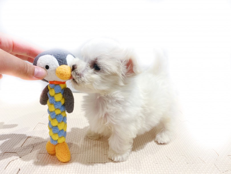 全長15cmのペンギンさんのおもちゃと比べてみると・・・ | マルチーズ （11811） - 横浜 白楽店