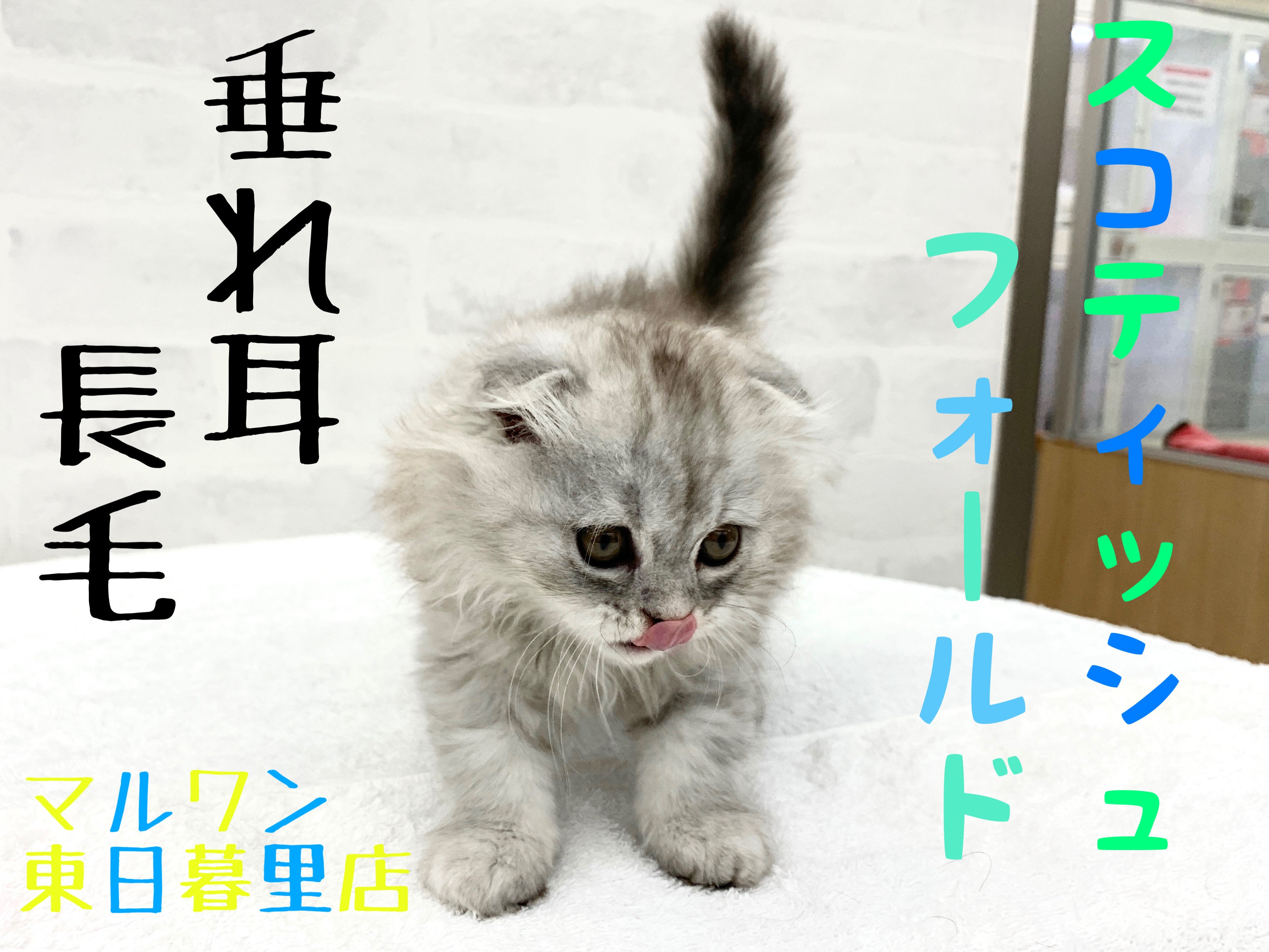 スコティッシュフォールド 】最高級の癒し！垂れ耳長毛の至高の