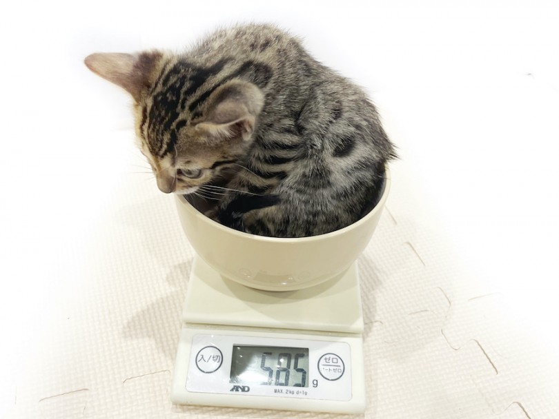 成猫時は4.0kg前後を予想 | ベンガル （11807） - 横浜 白楽店