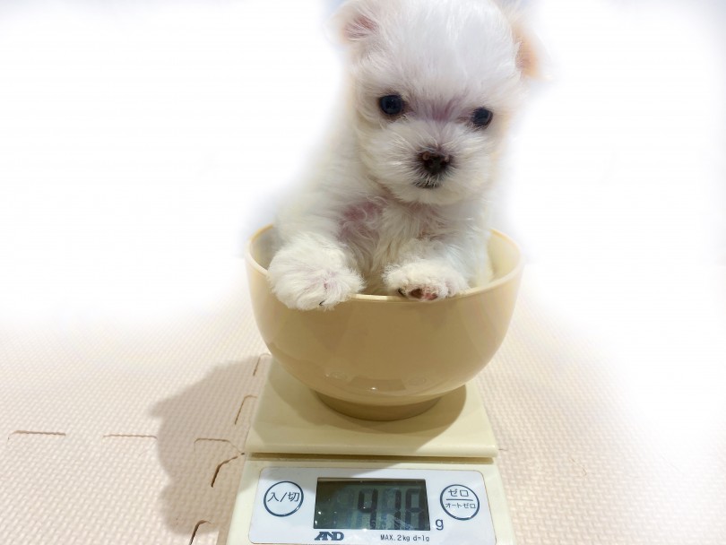 成犬時2,5kg程を予想 | マルチーズ （11811） - 横浜 白楽店