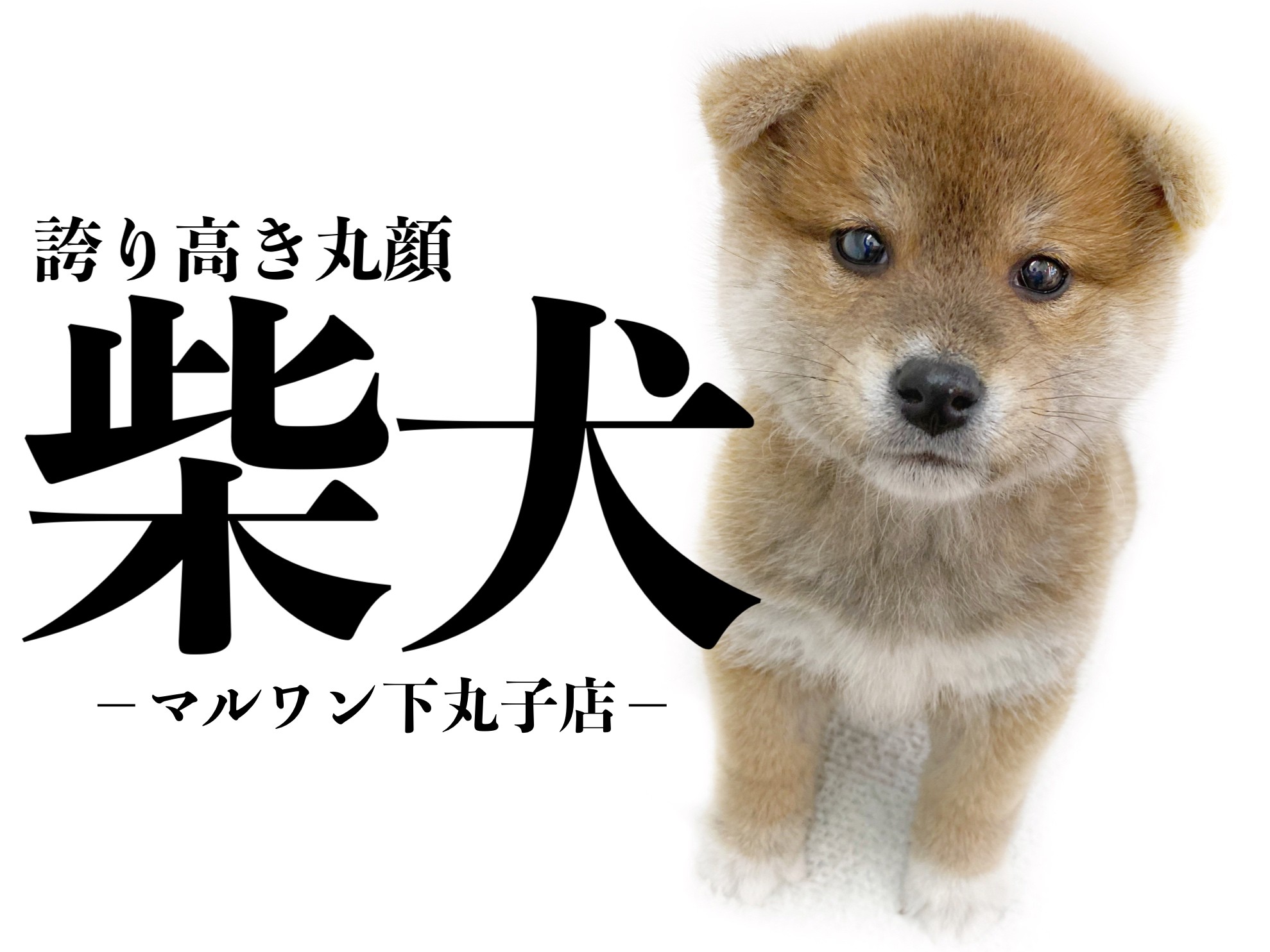 柴犬 柴犬ライフはこの子で決まり まるっこいの見た目の子犬ちゃん登場 マルワンblog ペットショップ マルワン 小さめ子犬 美形な子猫 初心者安心のサポート