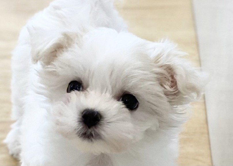 Mix ドワーフ体型のマルプーちゃん ホワイトカラーの極上ミックス犬 マルワンblog ペットショップ マルワン 小さめ子犬 美形な子猫 初心者安心のサポート