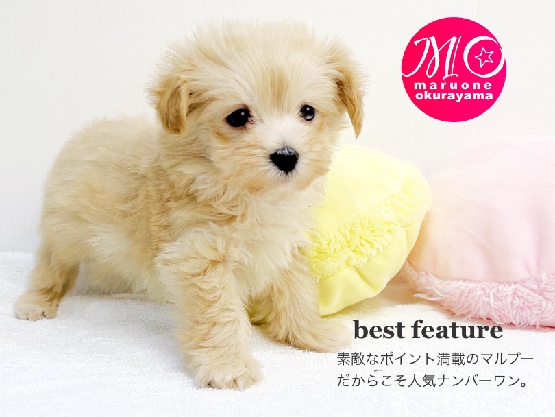 最近MIX犬は大大大人気の犬種です！ | MIX マルプー （6130991） - 大倉山店