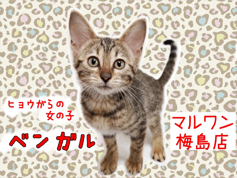 2024春夏新色】 豹柄に猫ちゃんのポイント柄がカッコ可愛い帯 着物 ...