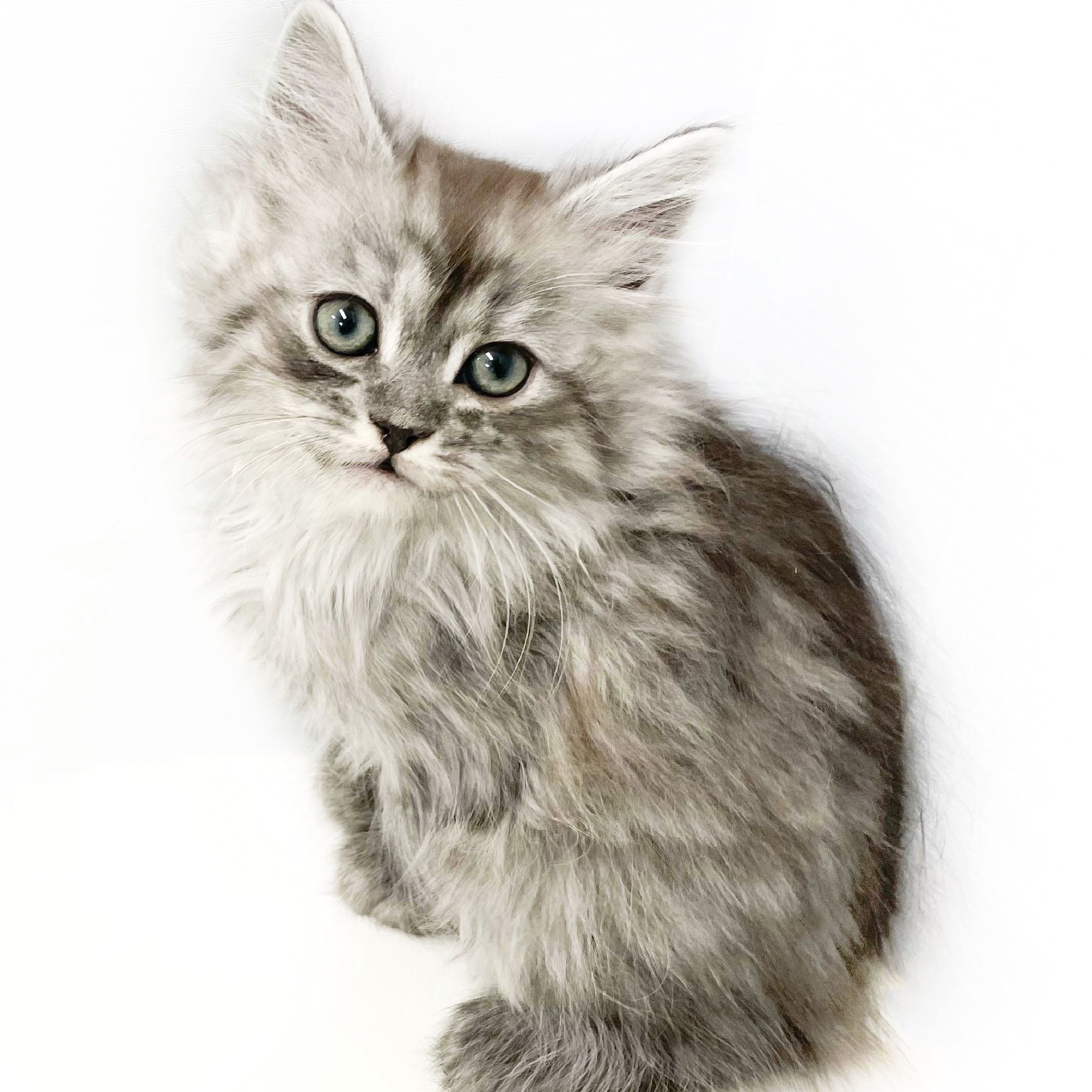 送料無料ライン対応ショップ限定キャンペーン サイベリアン | 美形な子猫 小さめ子犬 マルワン ペットショップ 生物学