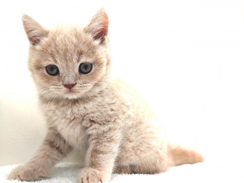 ブリティッシュショートヘア 実はチェシャ猫のモデルです まんまる界の王子様 マルワンblog ペットショップ マルワン 小さめ子犬 美形な子猫 初心者安心のサポート