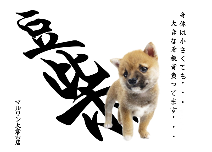豆柴 アイラインくっきりたぬき顔 Kc認定 横浜の小さな日本男児登場 マルワンblog ペットショップ マルワン 小さめ子犬 美形な子猫 初心者安心のサポート