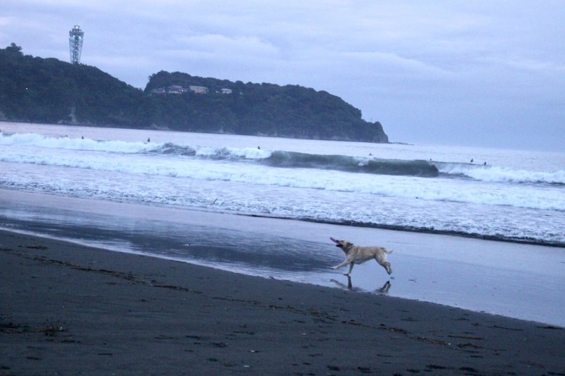 海沿いでのライフスタイル＆砂浜は愛犬の健康にも効果的 | 湘南エリア・海沿いでの犬との生活＆オススメの犬種 - 相模大塚店