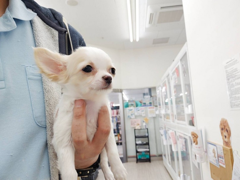 片手で抱っこ出来ちゃう！？世界最小犬種チワワは成犬時体重1.5～3kgのミニマムサイズ！ | チワワ （512702） - 本羽田店