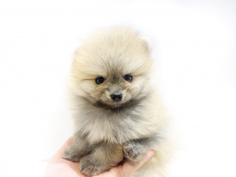 手のひらサイズの子犬 | ポメラニアン （11820） - 横浜 白楽店