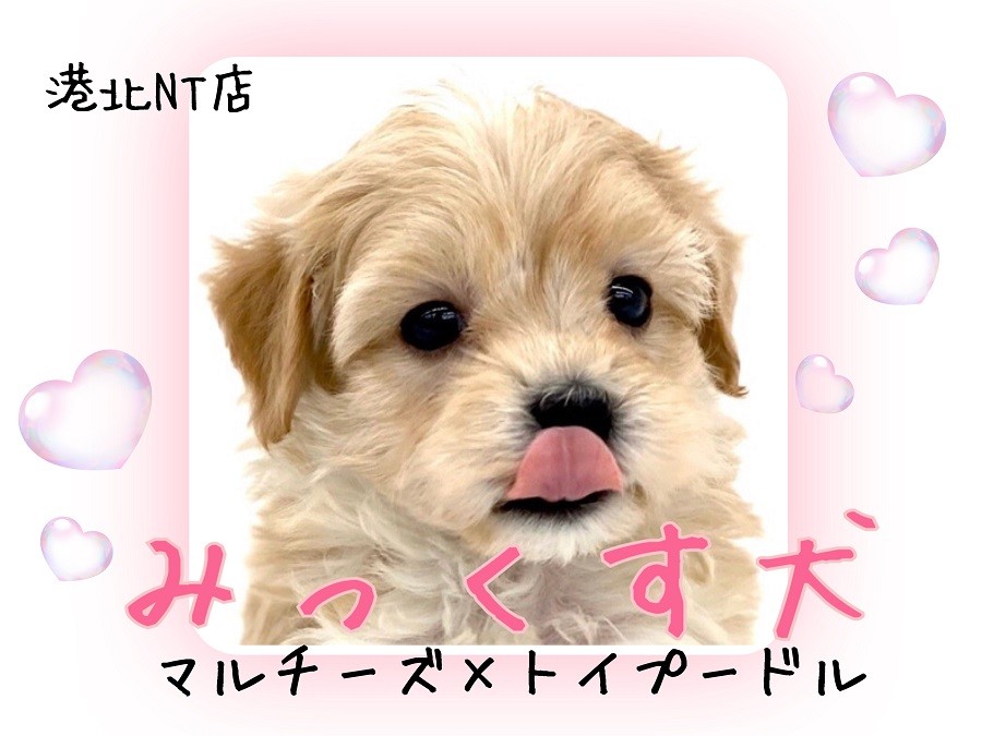 MIX 】抜け毛・ニオイ少なめ！ムッチリ可愛いドワーフ体型のマルプー