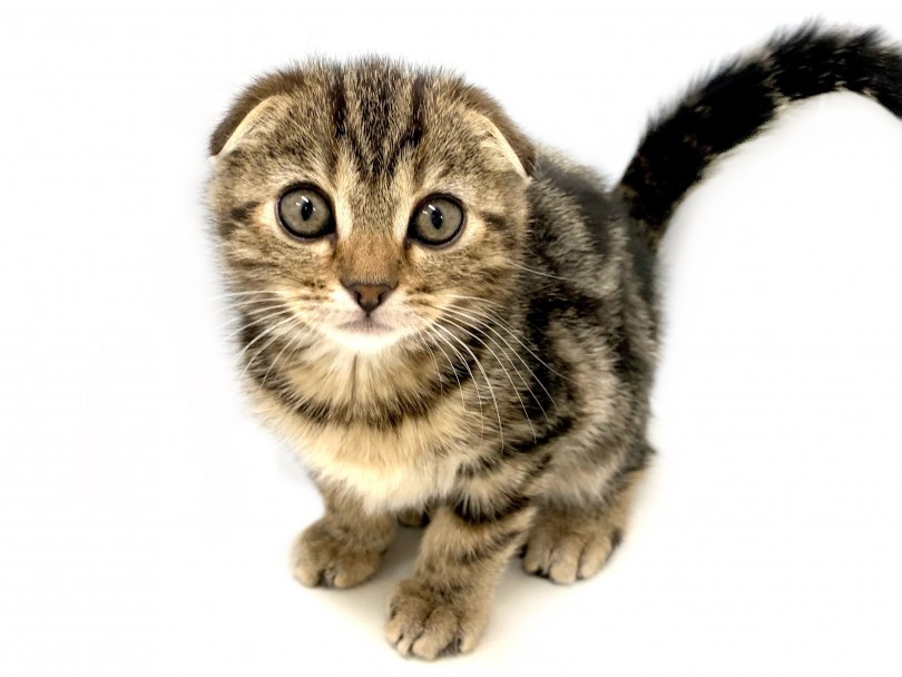 大人気猫種スコティッシュフォールドは「垂れ耳」「丸顔」が特徴！ | スコティッシュフォールド （150175） - 東川口店