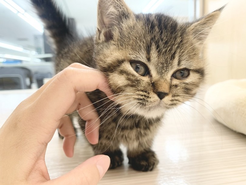 アピール上手な甘えんぼうさん！初めて猫ちゃんをお迎えする方にもオススメ！ | マンチカン （150172） - 東川口店