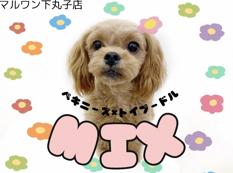 【 ペキプー 】超フレンドリーなMIX犬⁉︎猫とだって仲良くなれちゃう‼︎