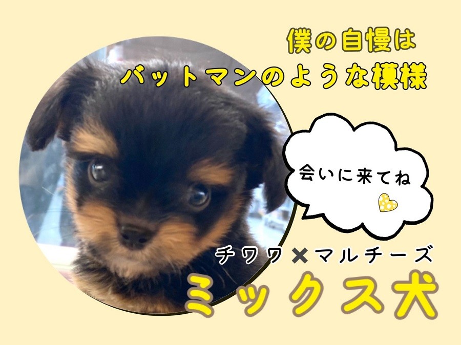 ミックス 】バットマン風味の模様がカッコかわいいチワマルくん