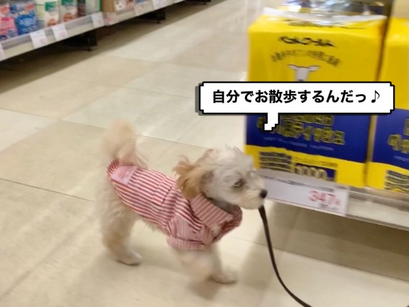 最近はお散歩練習をしています！ | MIX犬 マルプー （130281） - 高井戸店