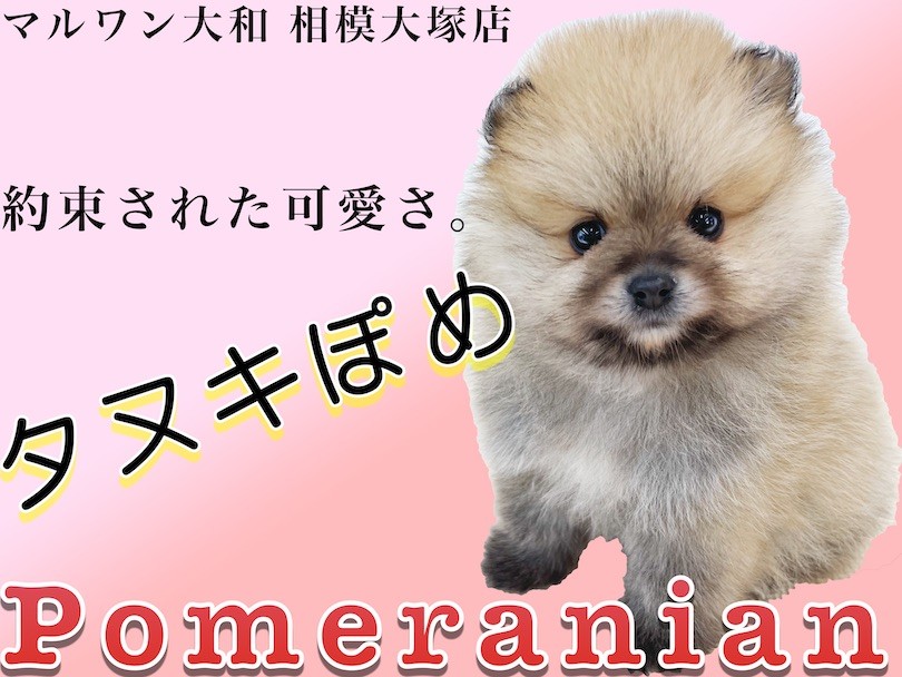 ポメラニアン マズルが短い大人気タヌキぽめ 将来は柴犬カットも似合います マルワンblog ペットショップ マルワン 小さめ子犬 美形な子猫 初心者安心のサポート