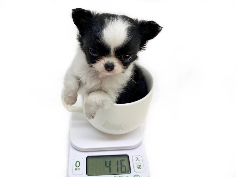 成犬時の体重は1.5~2.2kg前後を予想 | チワワ （120372） - 横浜 今宿店