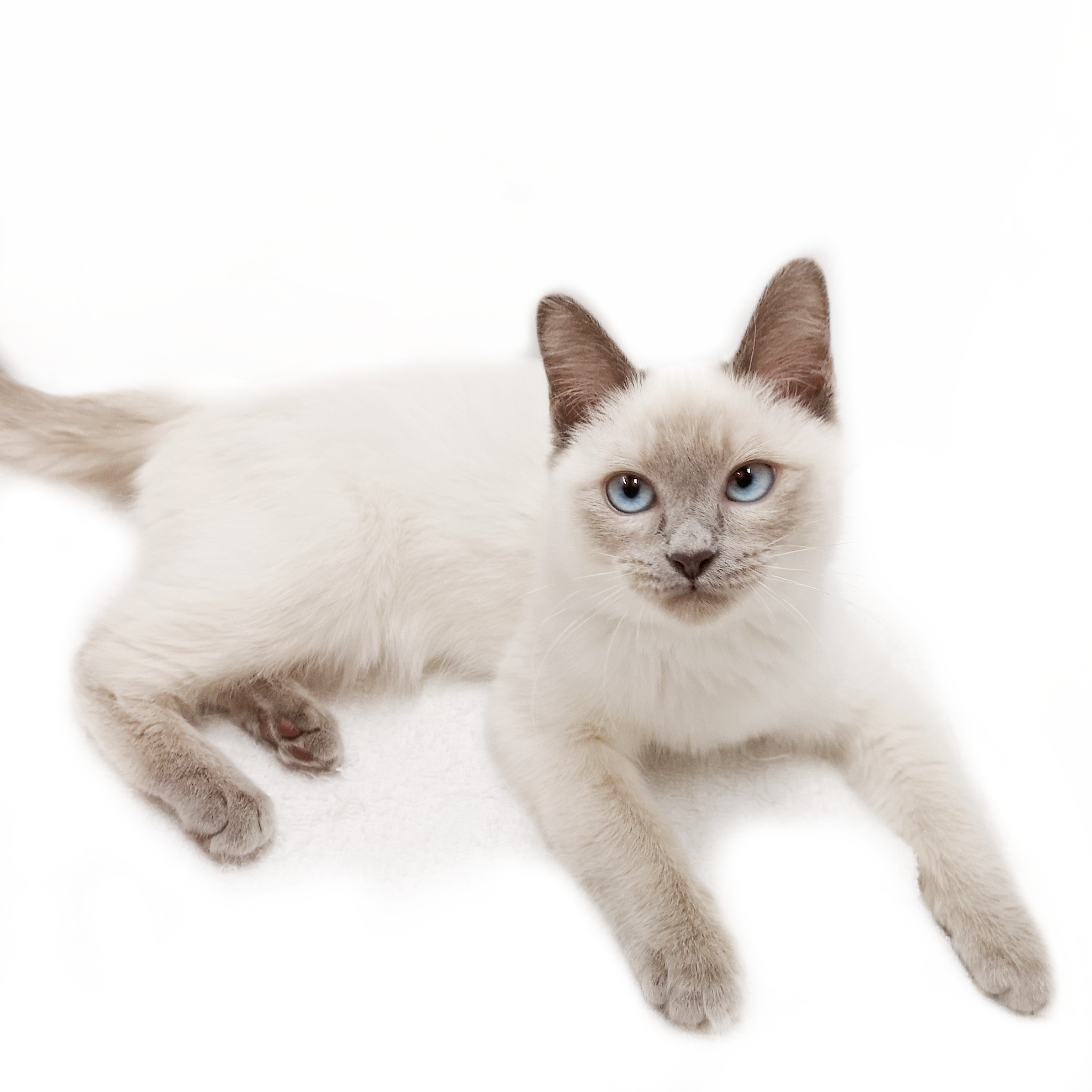 トンキニーズ | ペットショップ マルワン 小さめ子犬 美形な子猫