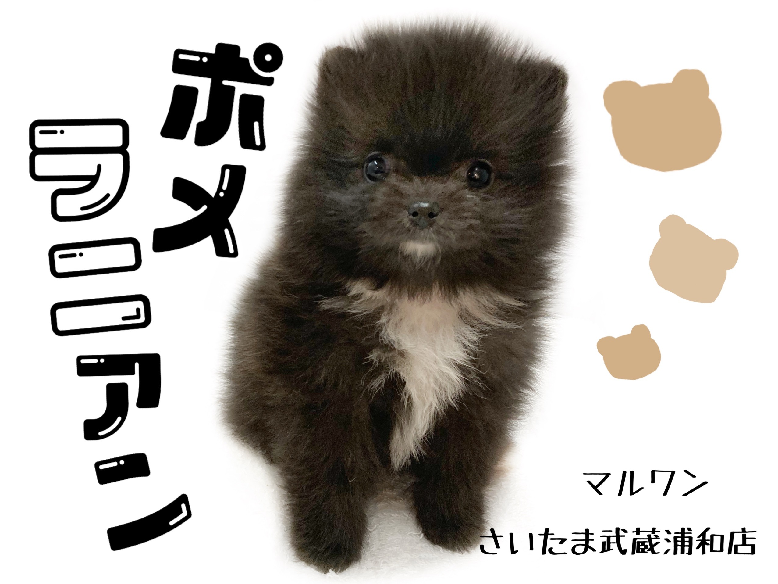 ポメラニアン スペシャルポメ クマ顔な黒ポメちゃん マルワンblog ペットショップ マルワン 小さめ子犬 美形な子猫 初心者安心のサポート