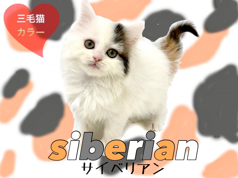サイベリアン 憧れの大型長毛種 ホワイトベースの三毛猫カラーが可愛いすぎる マルワンblog ペットショップ マルワン 小さめ子犬 美形な子猫 初心者安心のサポート