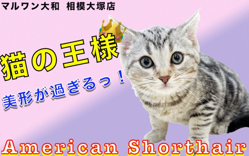 アメリカンショートヘア 】シルバータビーと模様が美しい！懐っこい猫 ...