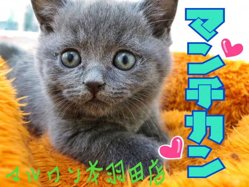 【 マンチカン 】超短足マンチカンの子猫が新登場！ブルーマンチは超絶の可愛さ！