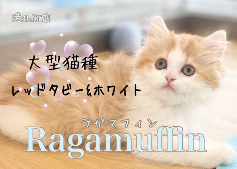 【 ラガマフィン 】超！穏やかな大型猫種！柔らかな触り心地のプレミアムキャット